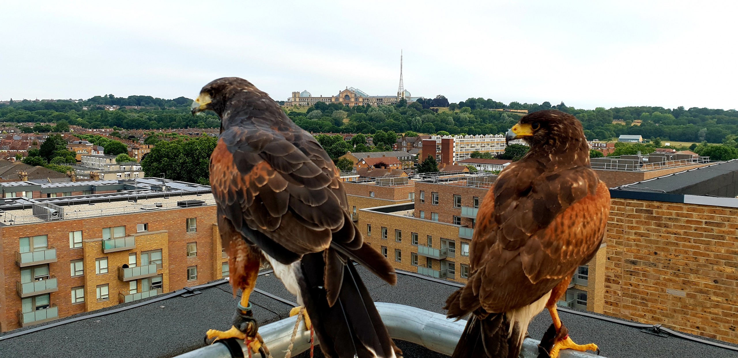 Hawking Discreet Pest Control